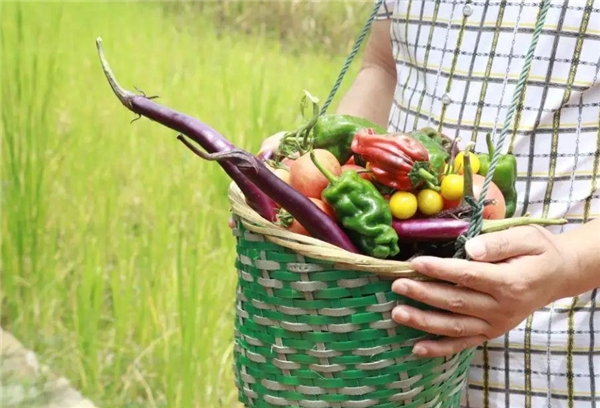 蜀九五生态门户网：联合生态农户，打造生态农产品全新“社区”