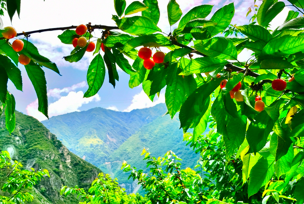 三产融合“玩”跨界 汶川甜樱桃产业迈上发展新台阶